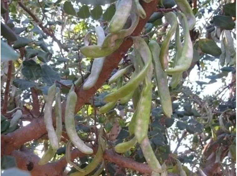 Carrubo-5