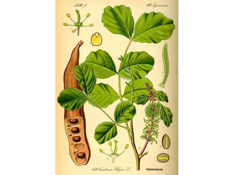 Carrubo-6