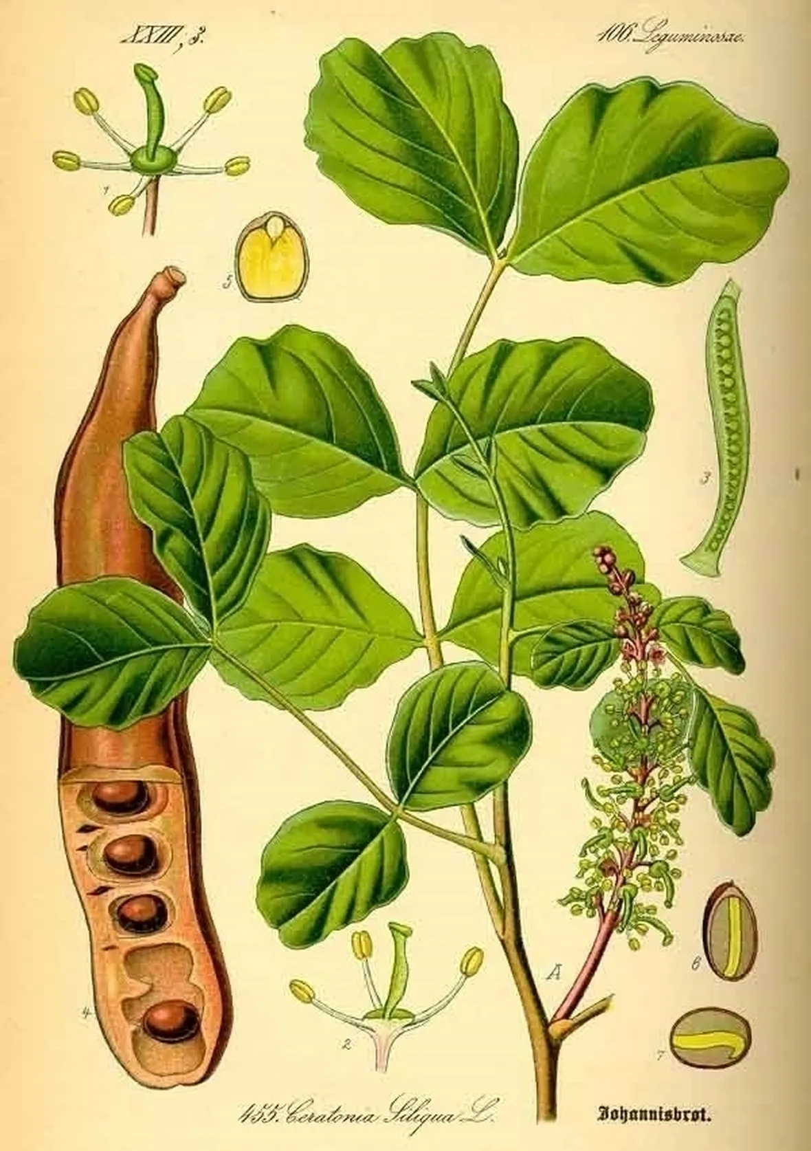 Carrubo-6