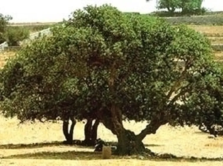 Carrubo-9