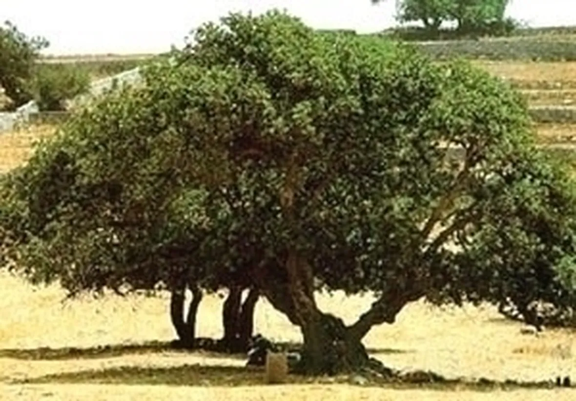 Carrubo-9