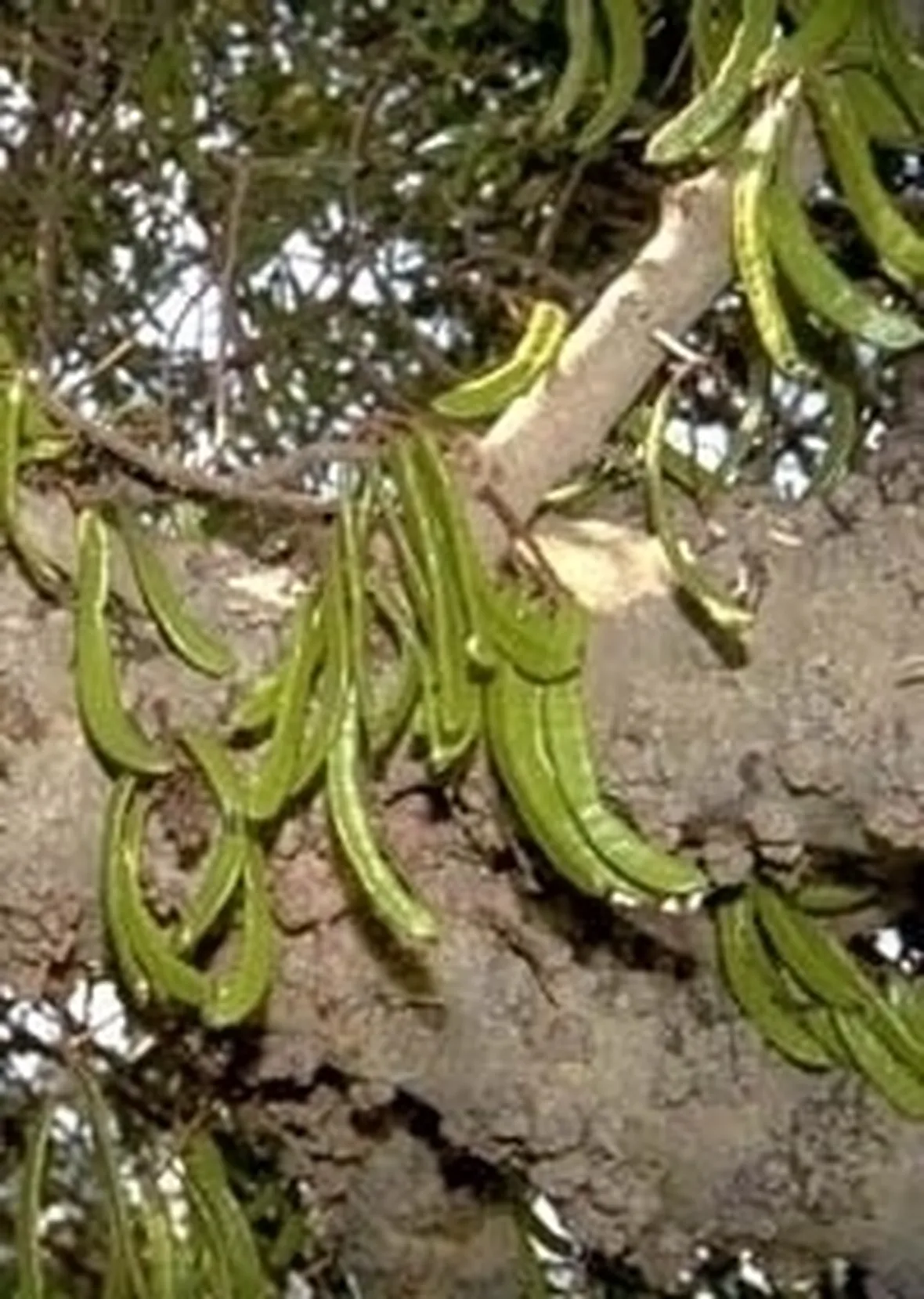 Carrubo 
