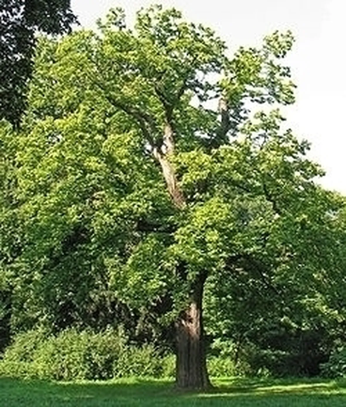 Castagno-7
