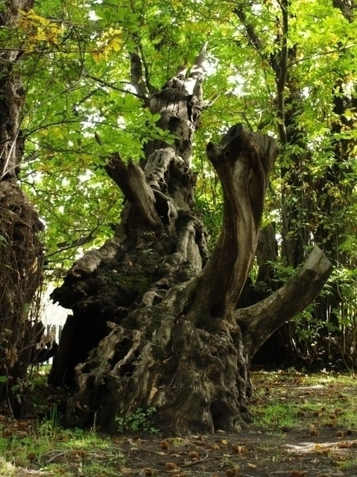 Castagno-8