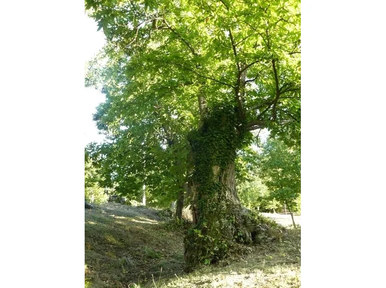 Castagno