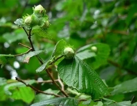 Concimazione e irrigazione del nocciolo