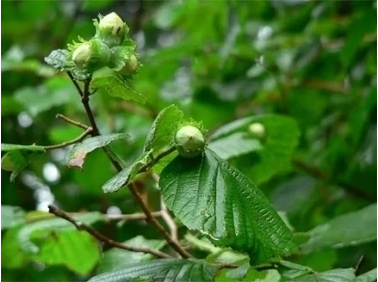 Concimazione e irrigazione del nocciolo