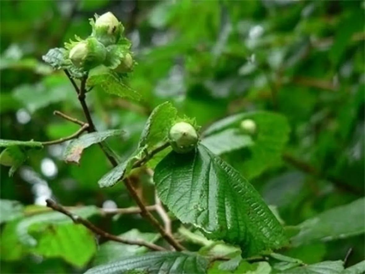 Concimazione e irrigazione del nocciolo