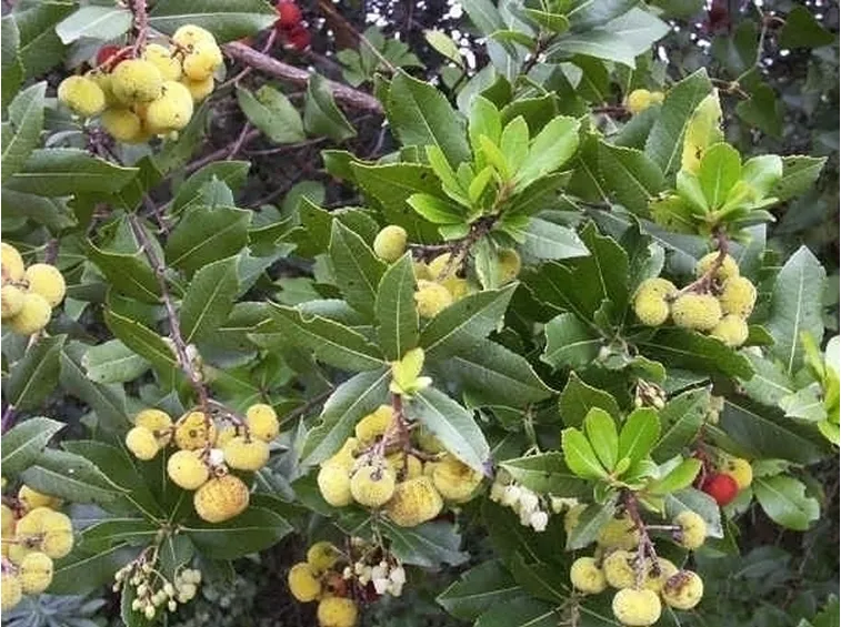 Corbezzolo
