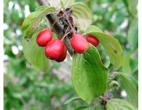 Corniolo