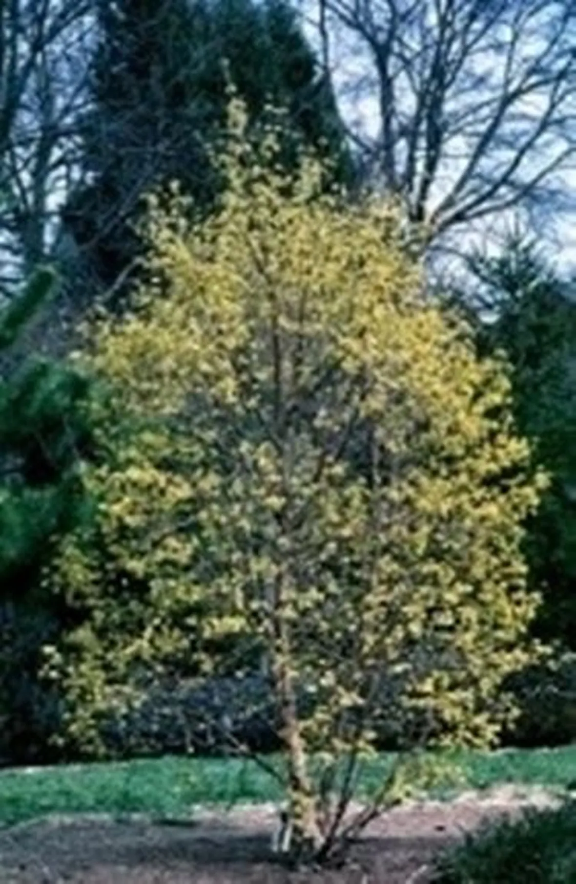 Corniolo