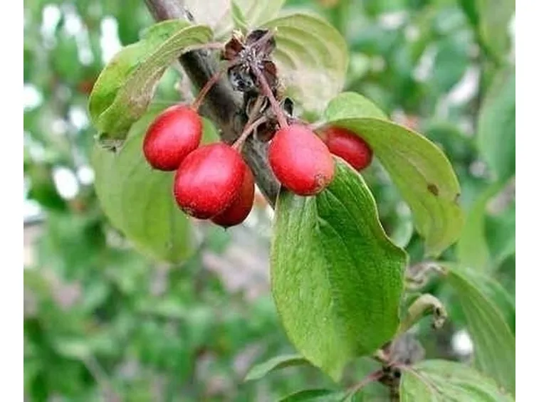 Corniolo