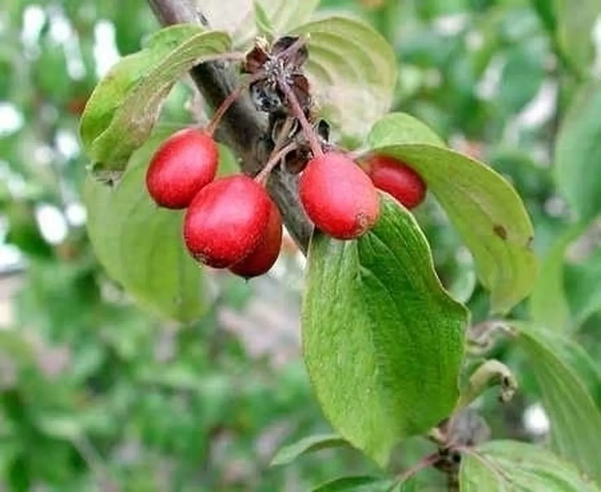 Corniolo