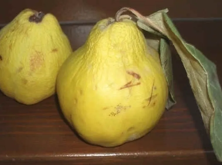 Cotogno-3