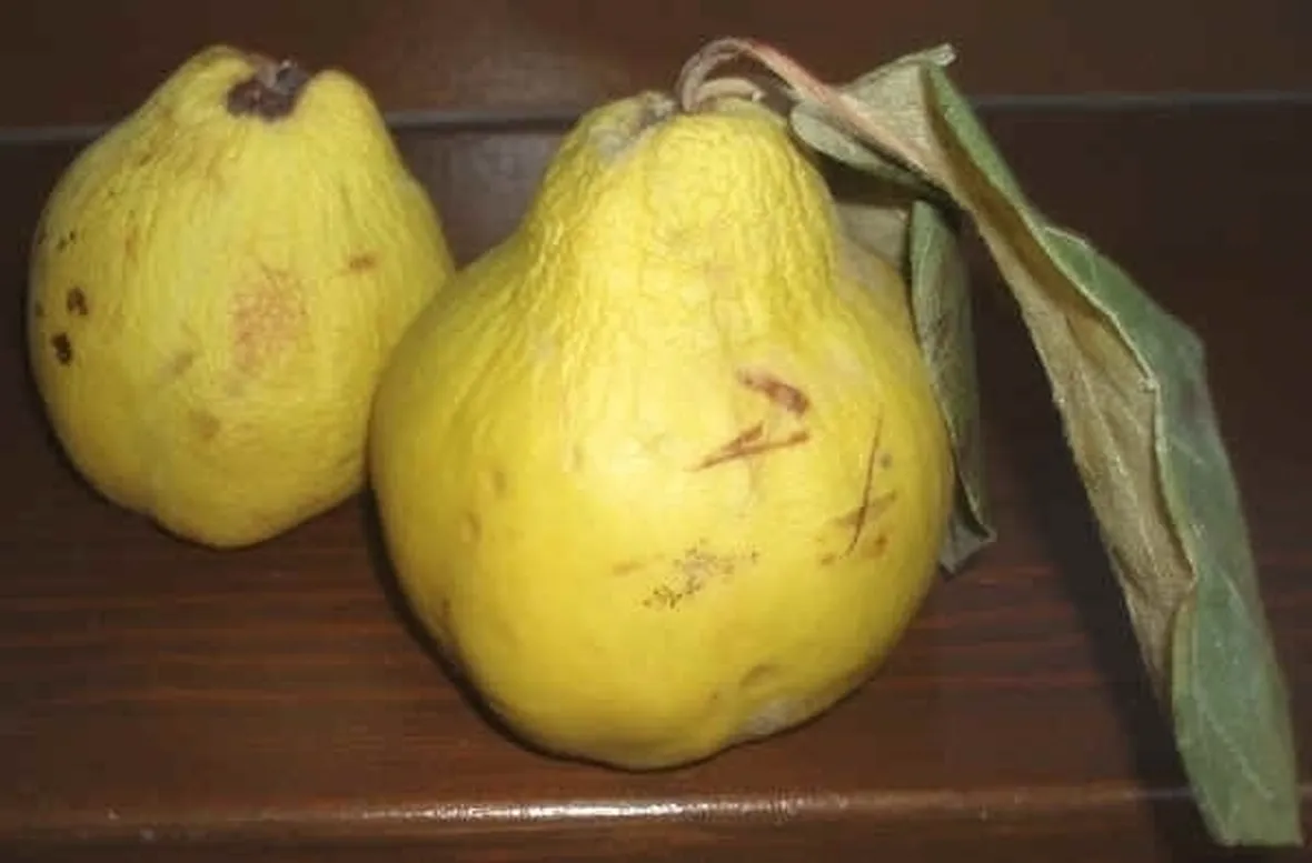 Cotogno-3
