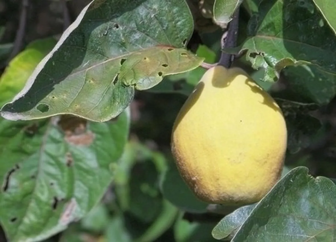 Cotogno