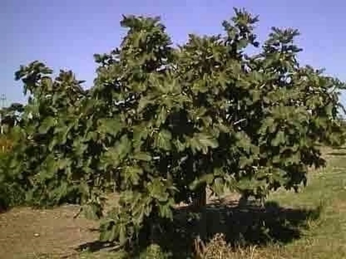 Domanda : fico
