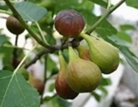 Domanda: perchè il mio fico non fa frutti?