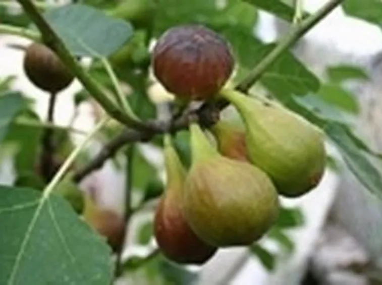 Domanda: perchè il mio fico non fa frutti?