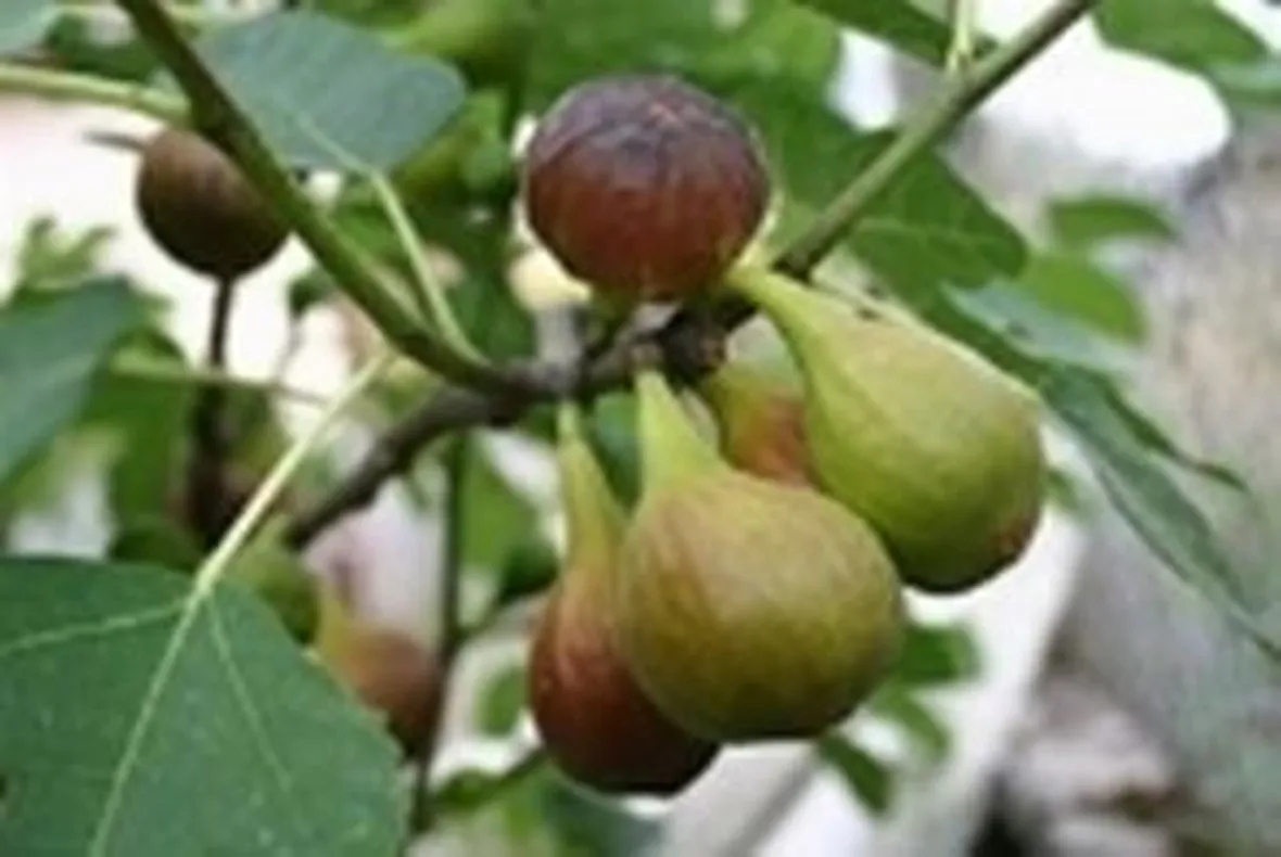 Domanda: perchè il mio fico non fa frutti?