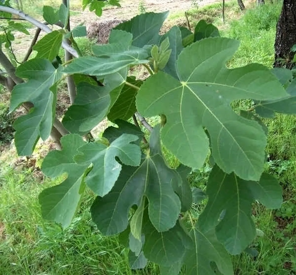 Fico d'india