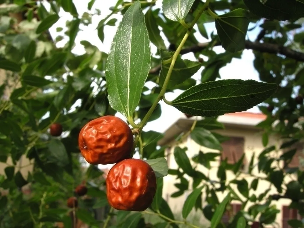 Giuggiolo-4