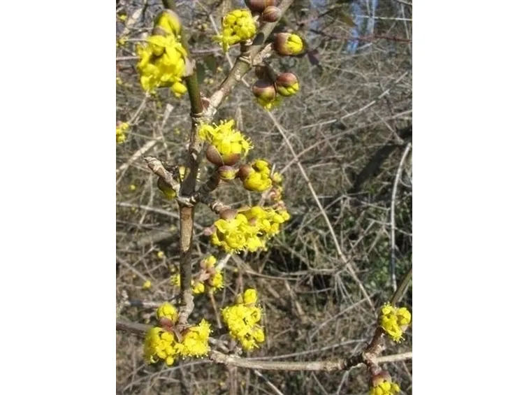 I fiori del corniolo