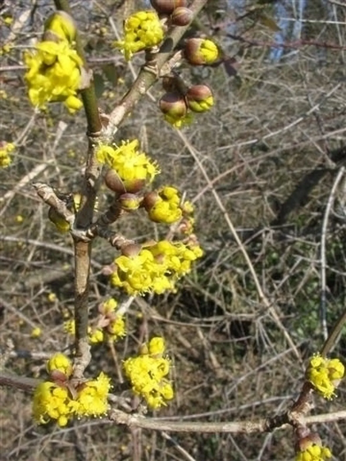 I fiori del corniolo
