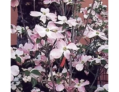 Il Corniolo da fiore