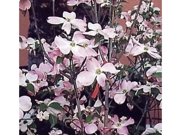 Il Corniolo da fiore