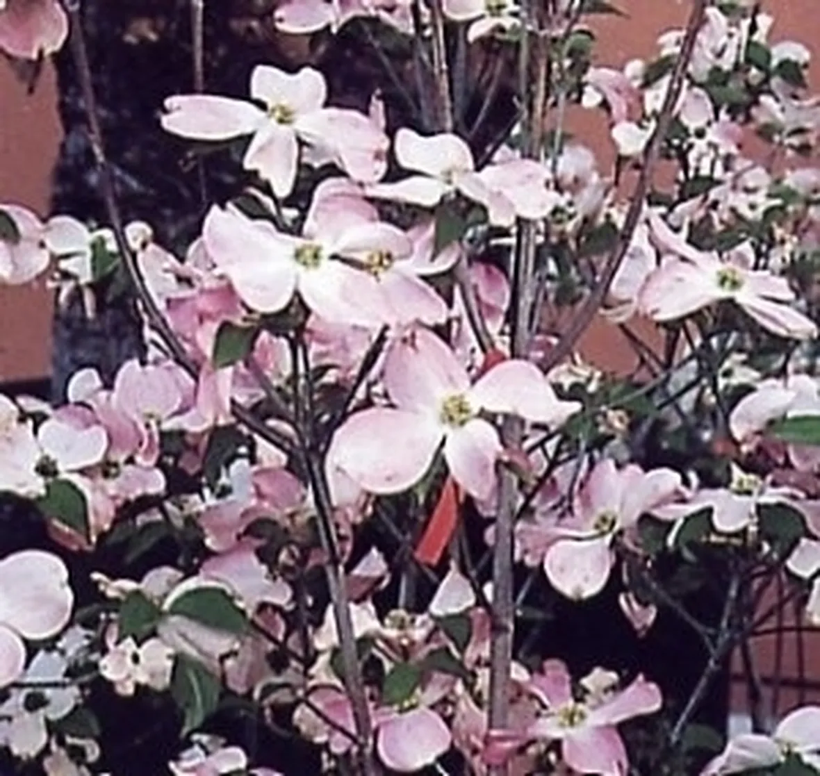 Il Corniolo da fiore