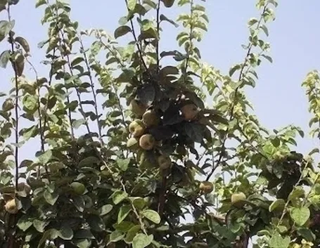 Il melo cotogno in cucina