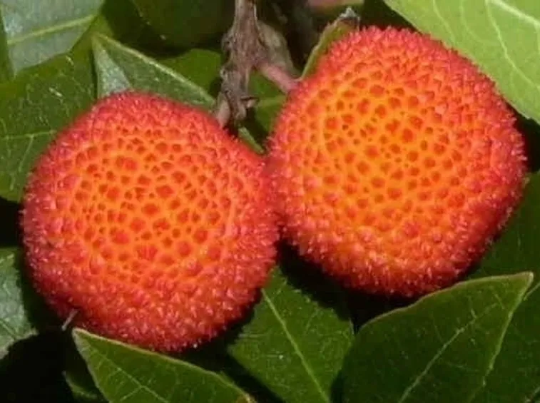 Impiego del miele di corbezzolo