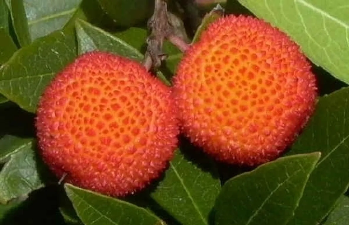 Impiego del miele di corbezzolo