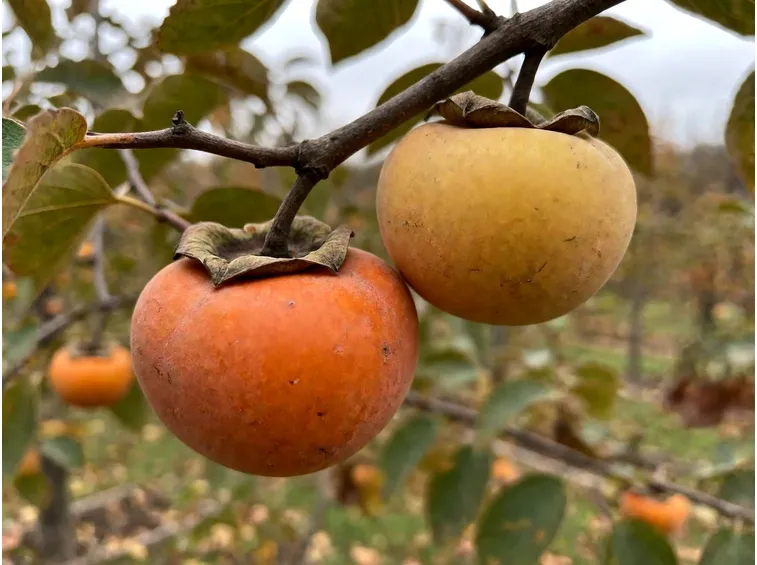 Cachi astringenti e cachi mela: perché il momento della raccolta cambia