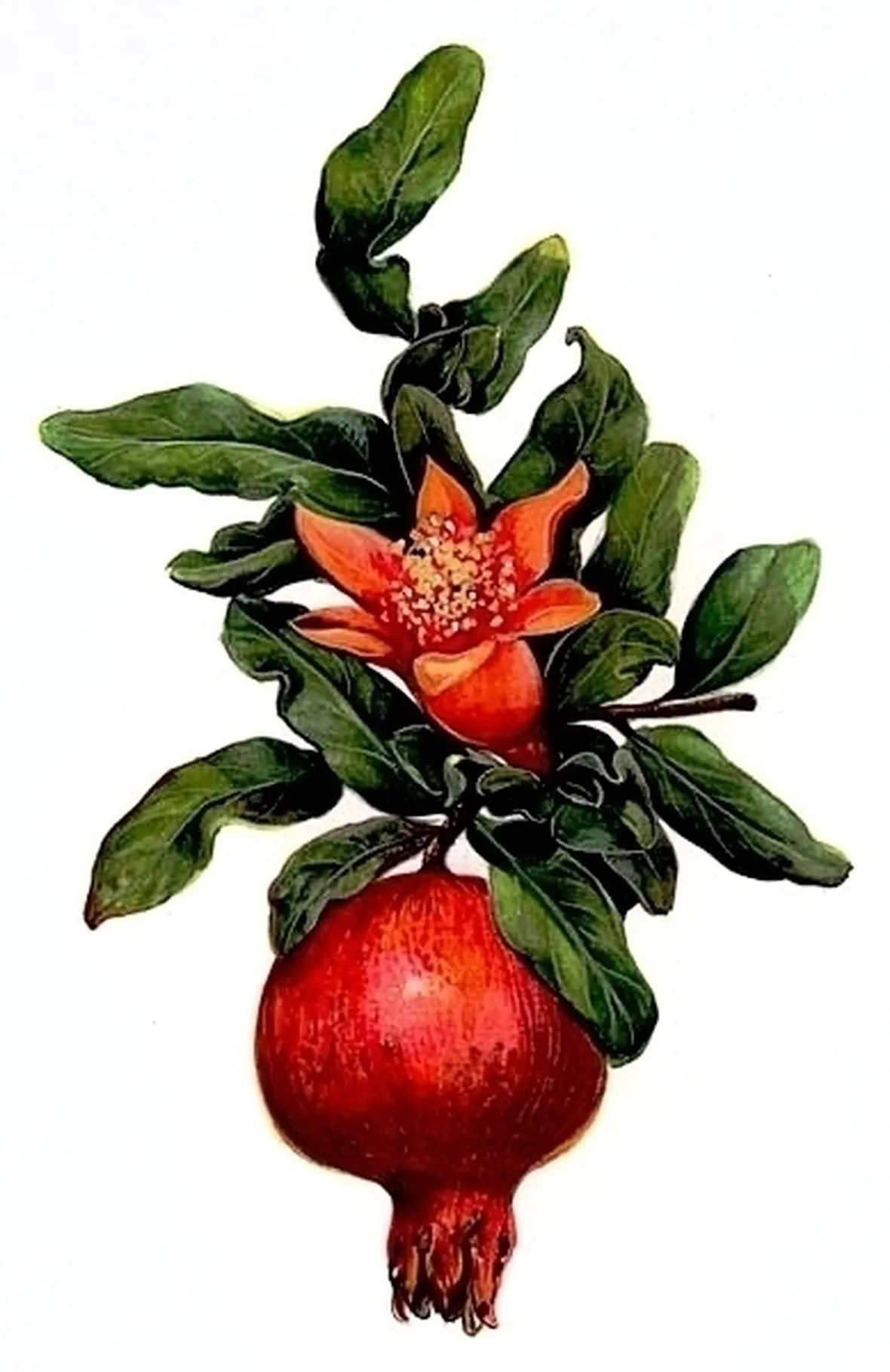 Melograno