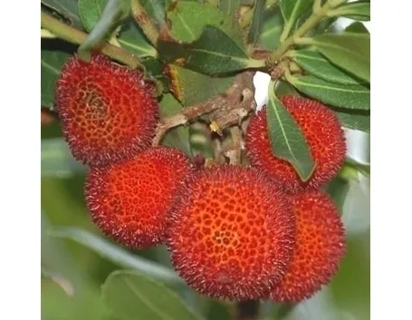 Miele di corbezzolo