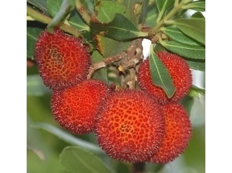 Miele di corbezzolo