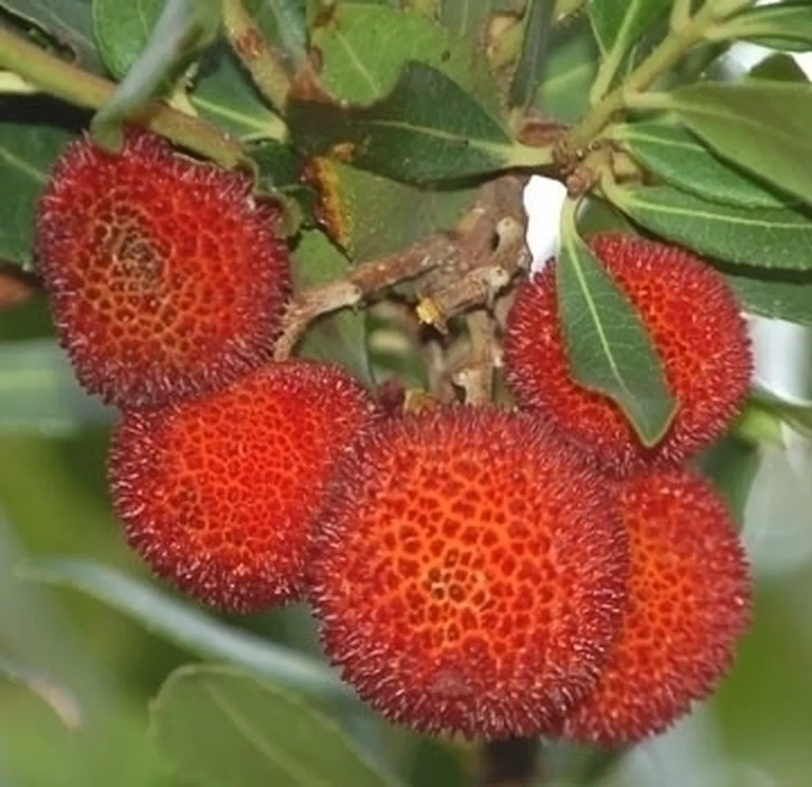 Miele di corbezzolo