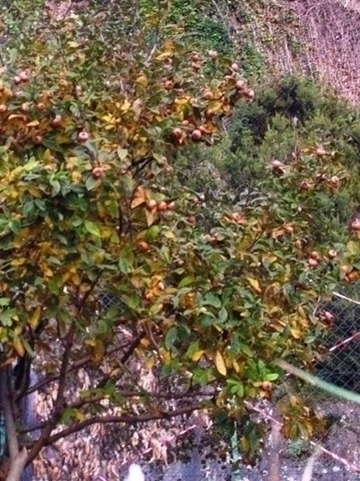 Nespolo comune-1
