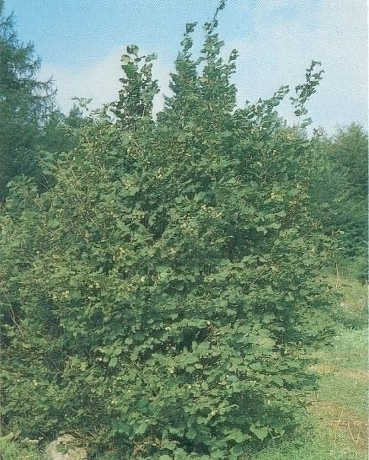 Nocciolo-6