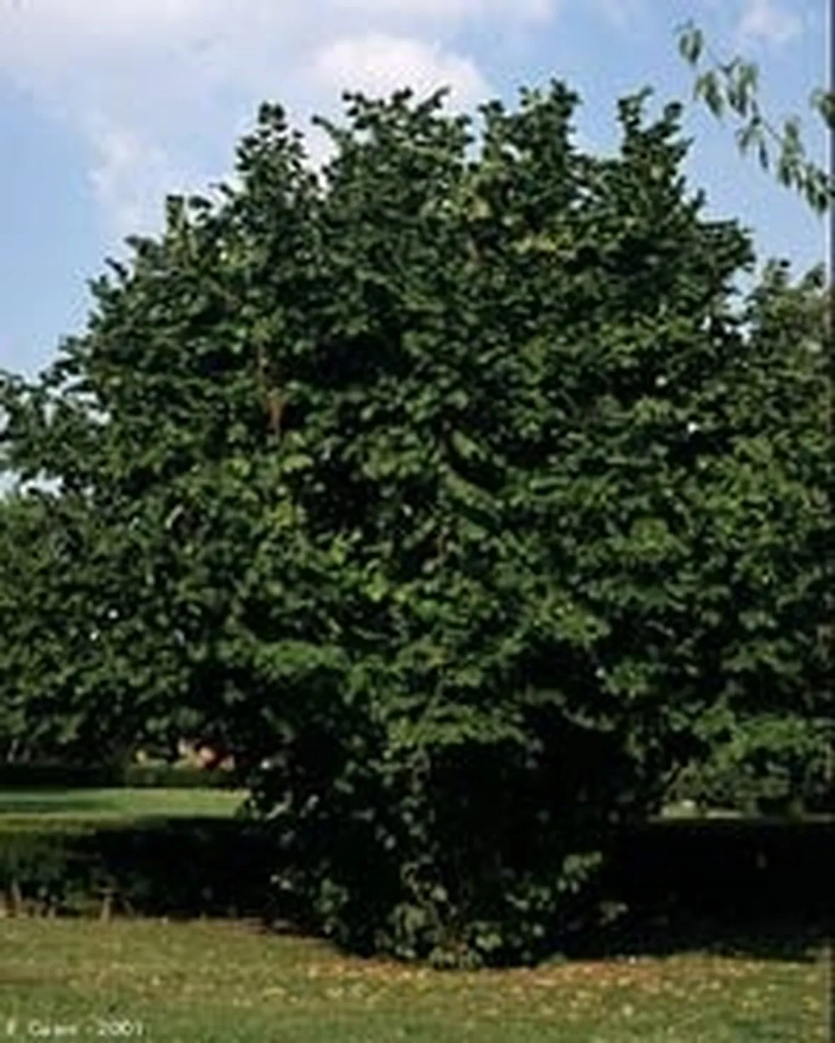 Nocciolo-8