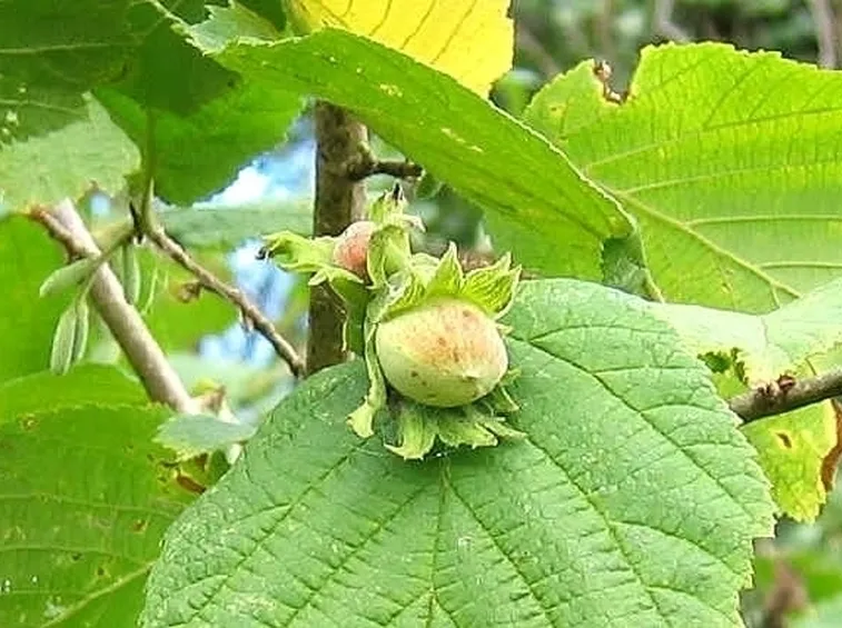 Nocciolo-9