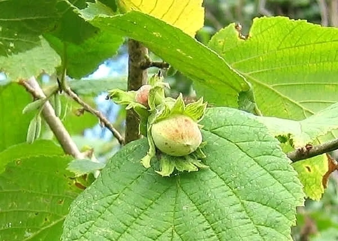 Nocciolo-9