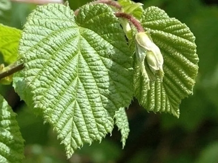 Nocciolo