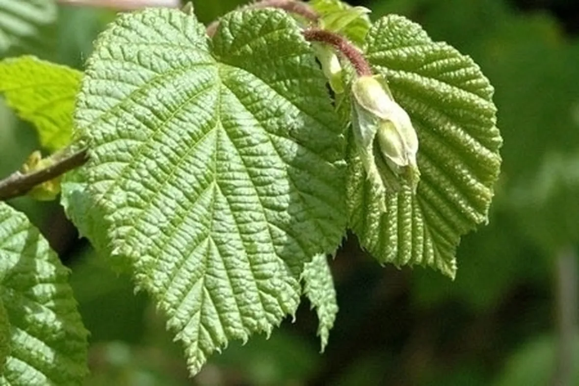 Nocciolo