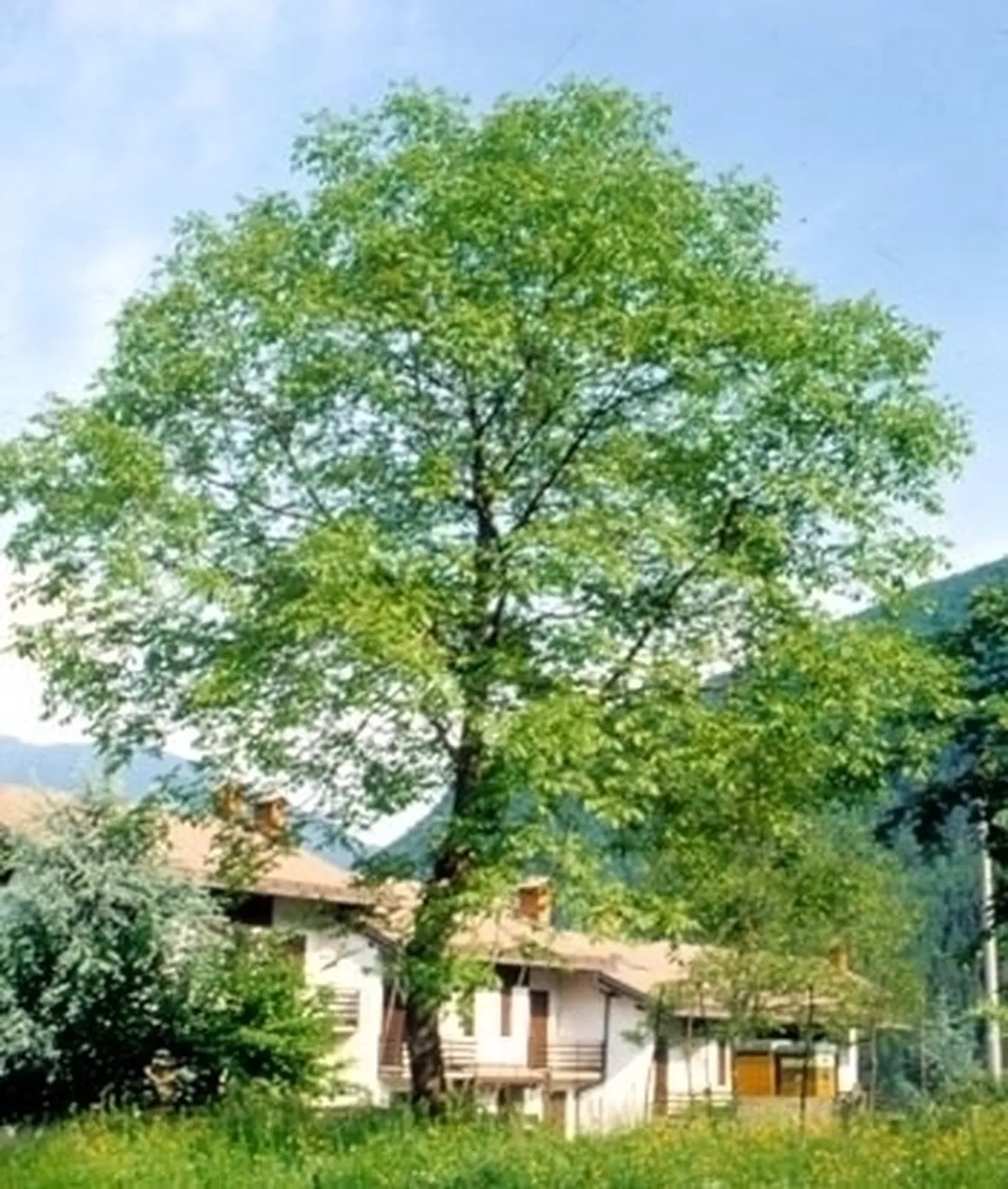 Noce e Abete