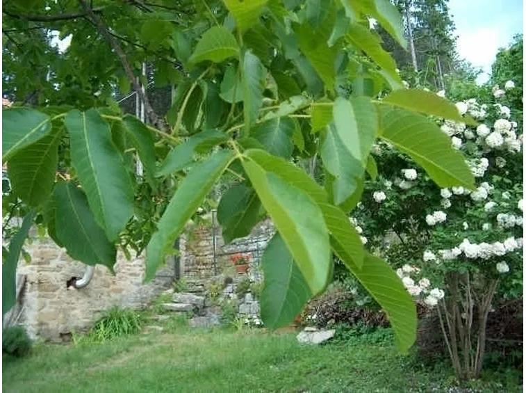 Noce moscata