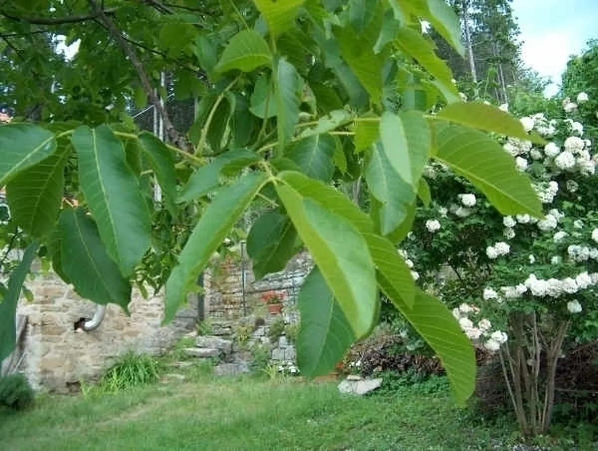 Noce moscata