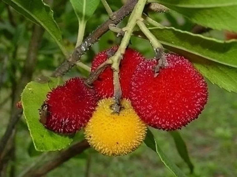 Parassiti e malattie del corbezzolo